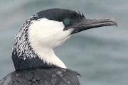 Black-faced Cormorant (Phalacrocorax fuscescens)